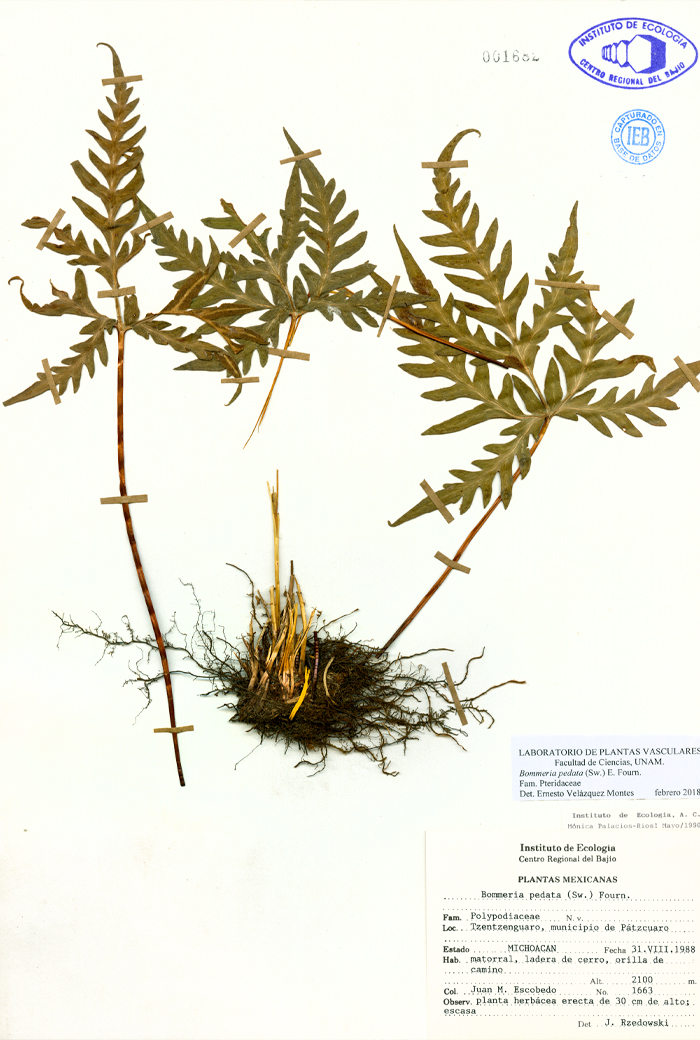 Bommeria pedata